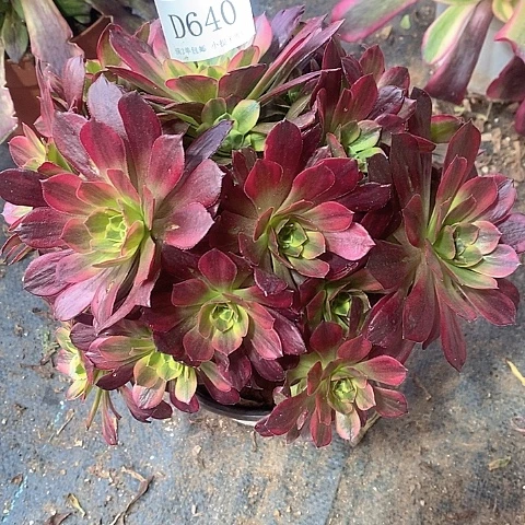 640水果糖多肉法师锦