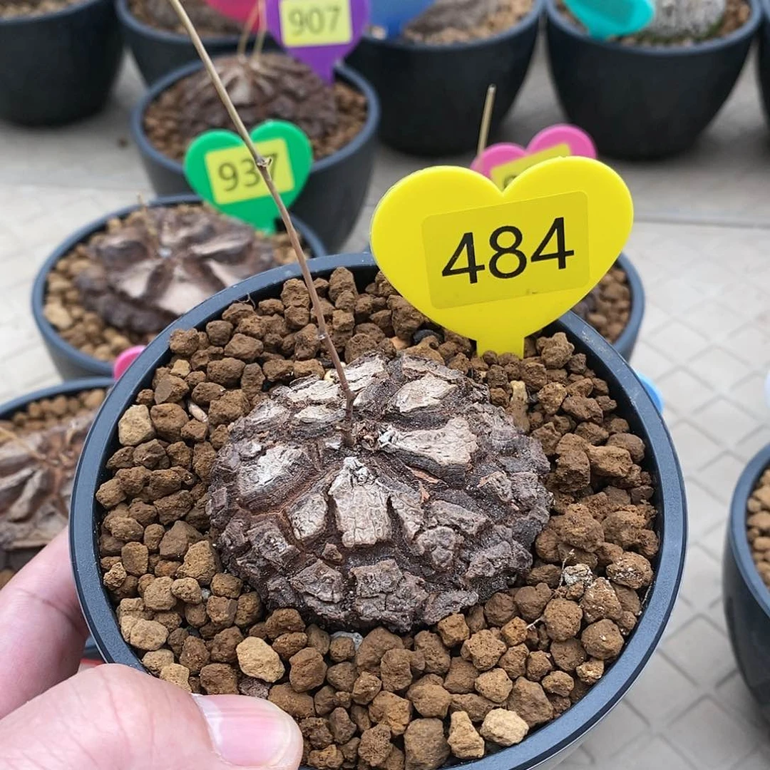 南非龟甲龙龟甲龙