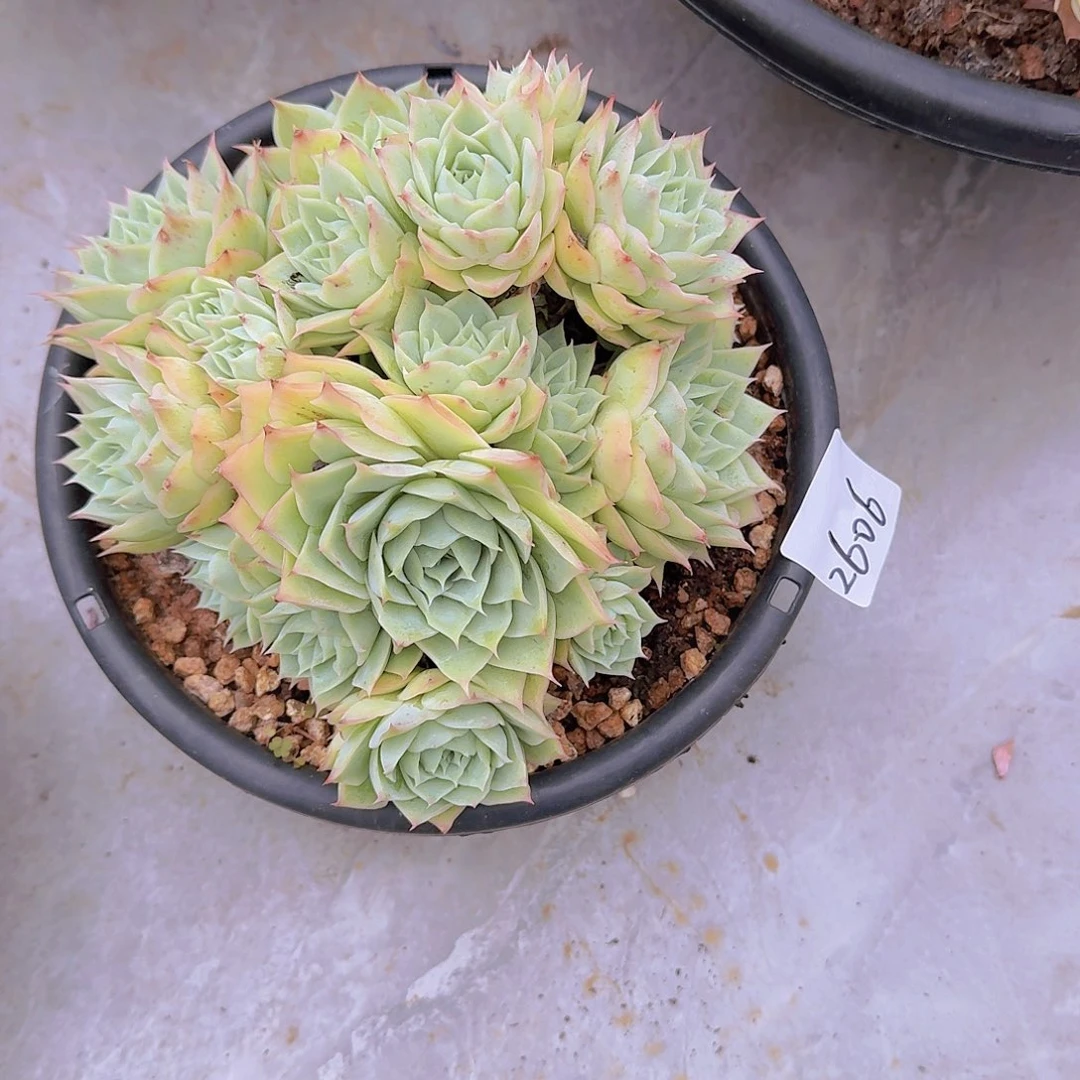 蔷***夏2606双莲多肉植物