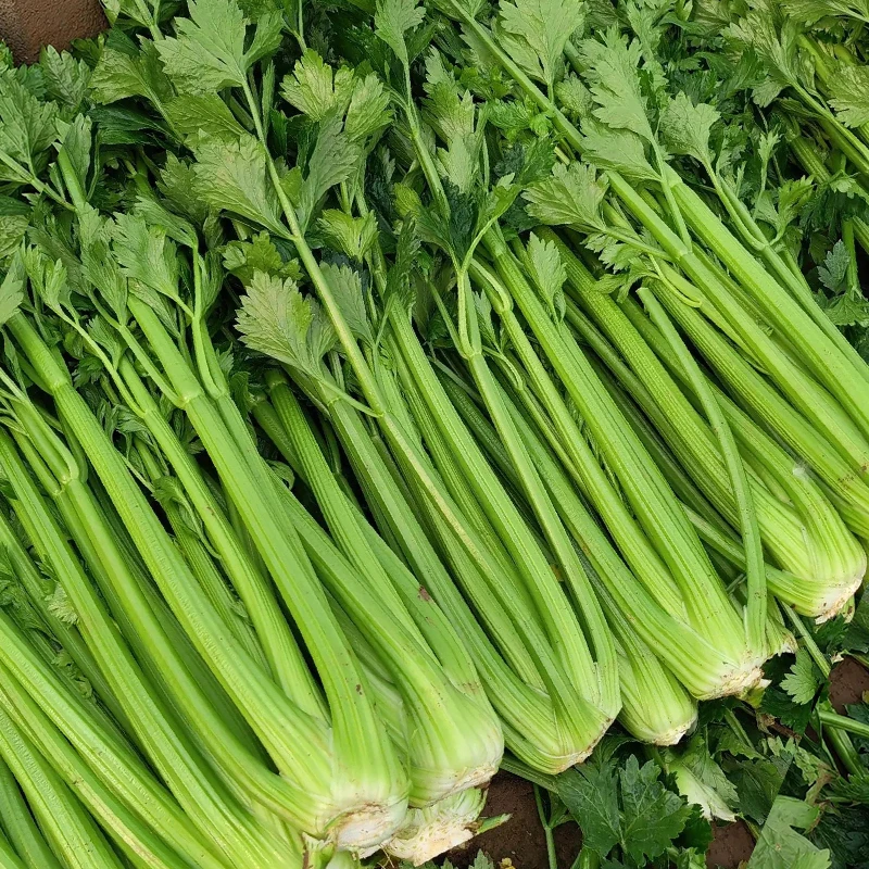 山东新鲜大西芹源产地直发现割现发3-5斤中通包邮榨汁健康