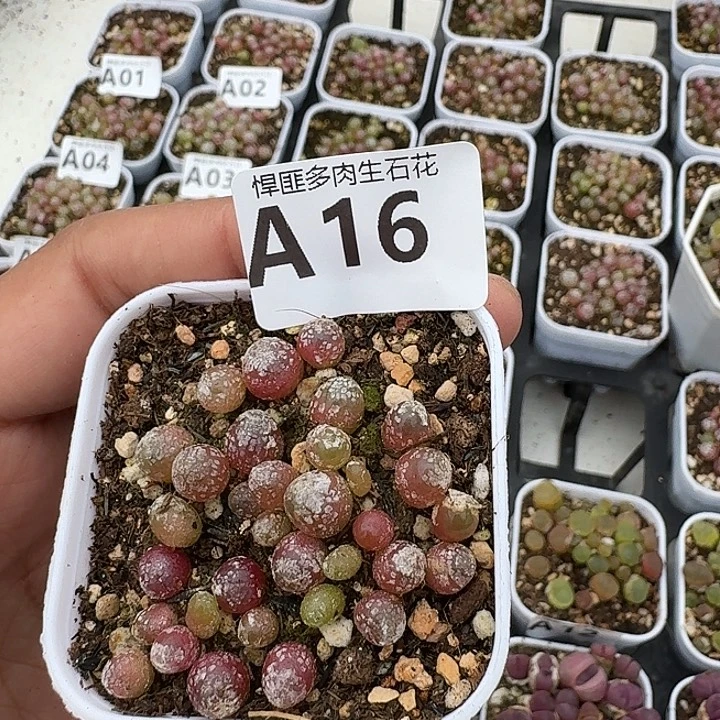 16多肉植物多肉植物