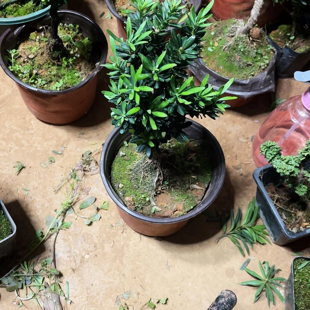 T***阳完全开放罗汉松盆景罗汉松