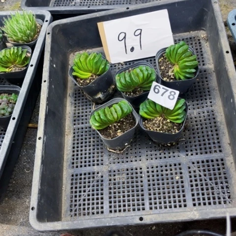 678玉扇5盆一物一图如图