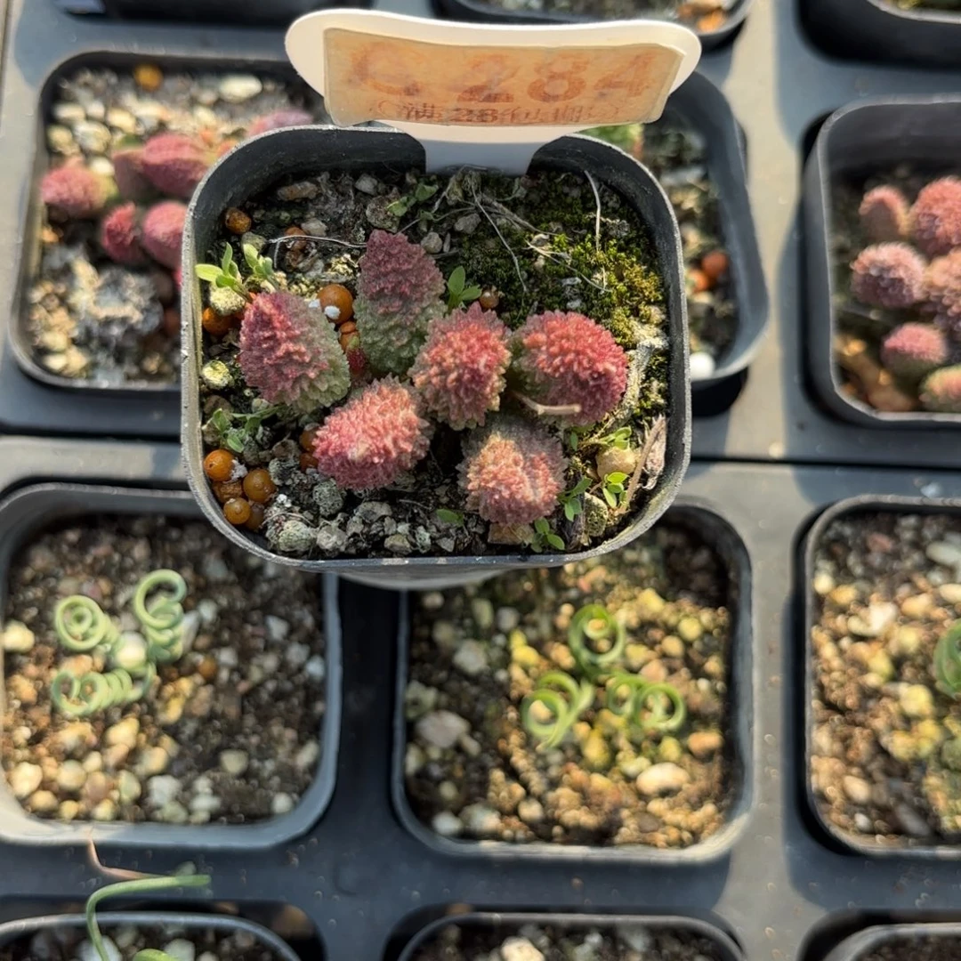 C284朱子语一物一拍