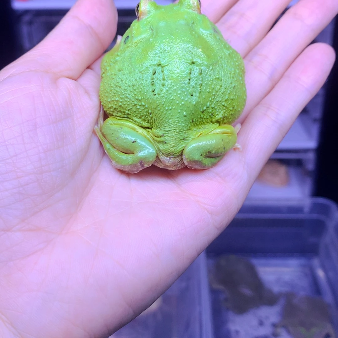 角蛙闪购角蛙专拍链接