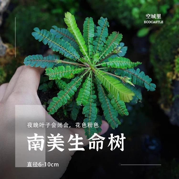 「空城里」白花苔藓南美生命树雨林缸迷你绿植diy造景植物
