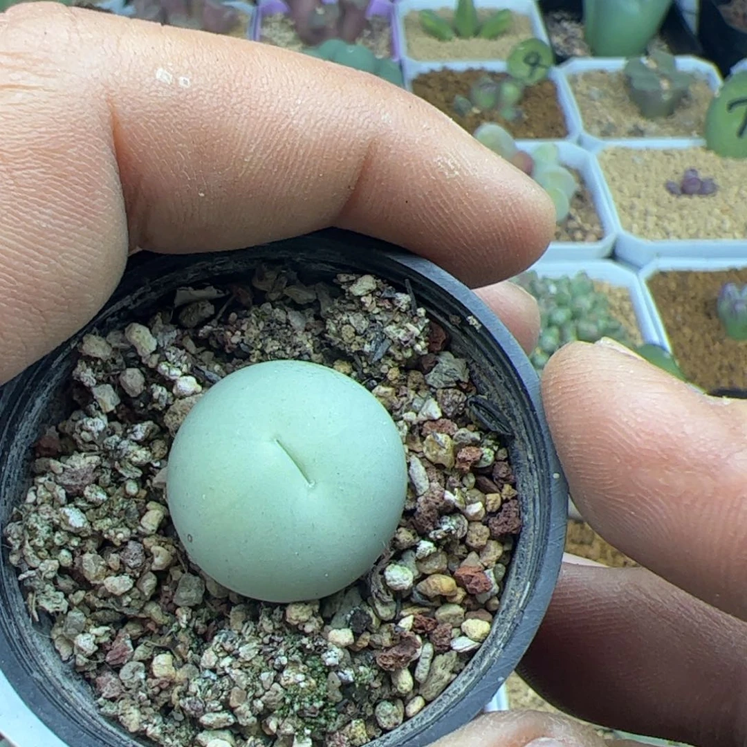 尺码1.9鸽子蛋22349