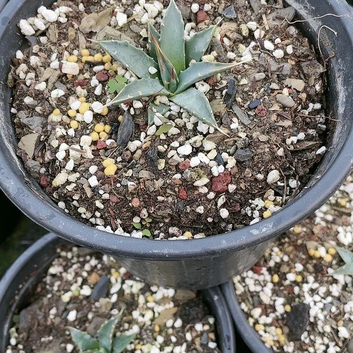 白***怡无花朵龙舌兰绿色植物