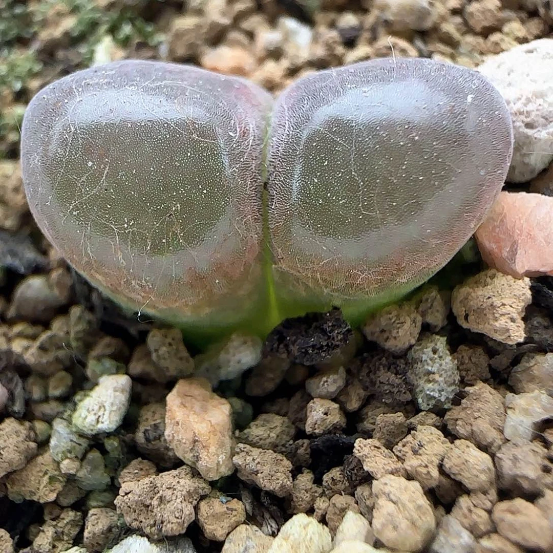 开播福利来啦39305