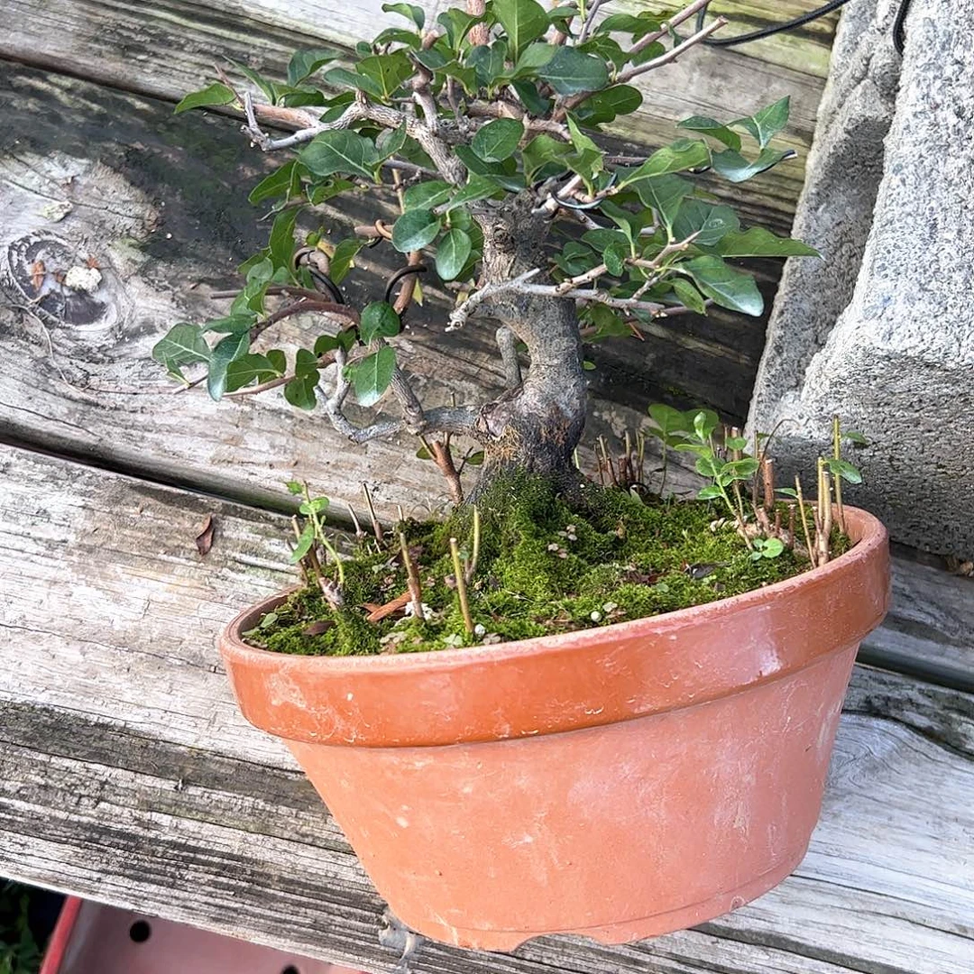 无花朵盆景不包邮