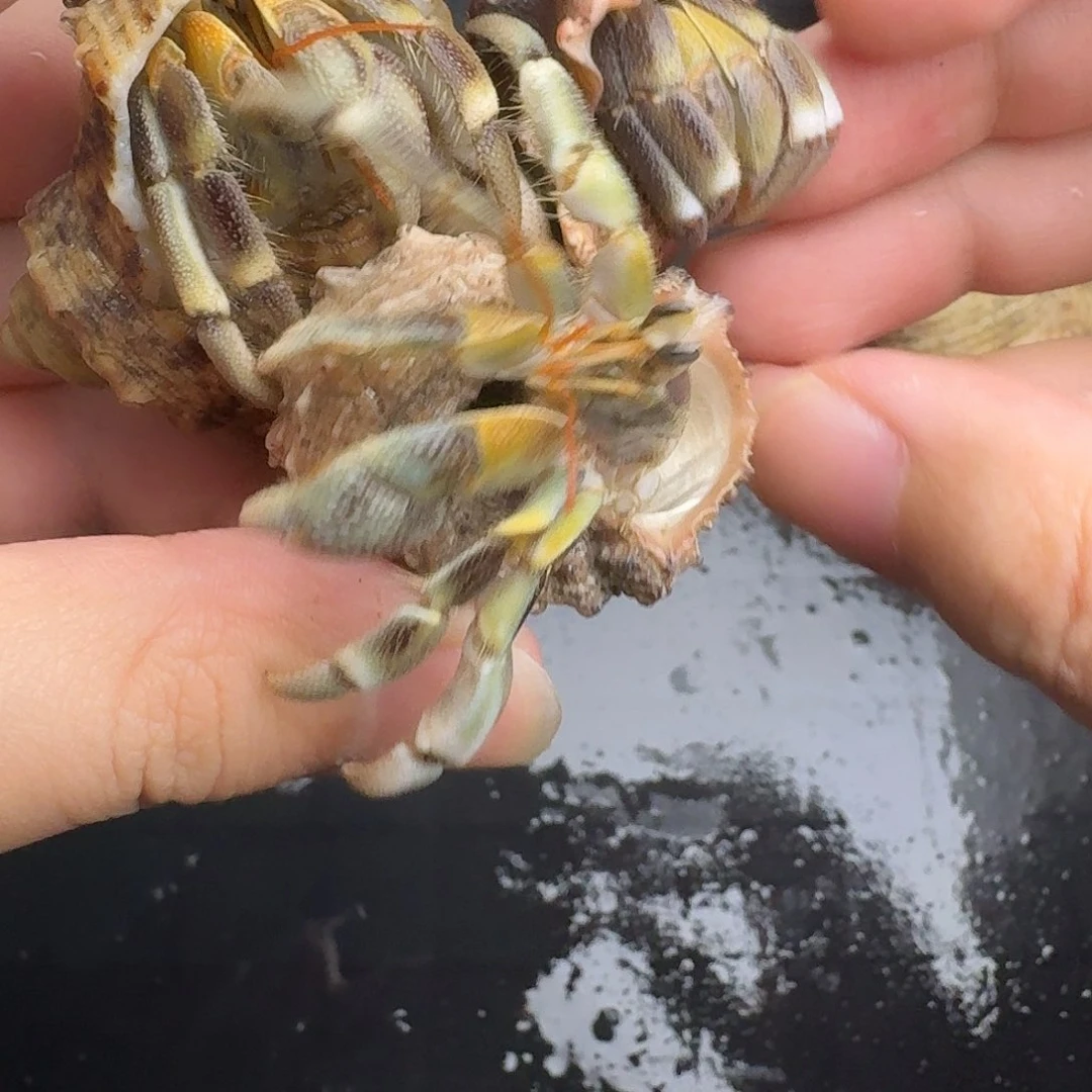 37号黄肩小虎纹3只如图