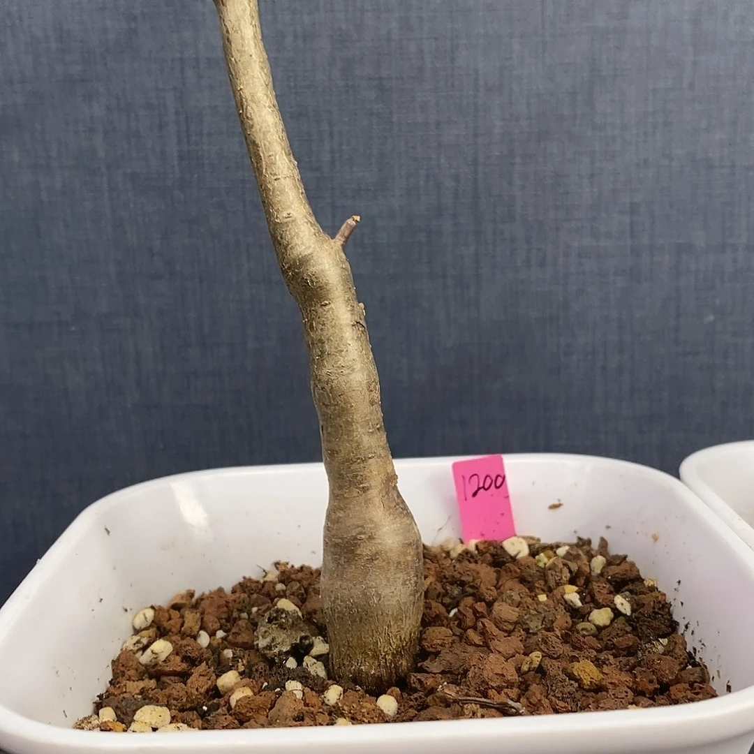 舍特达利裂榄实生带盆