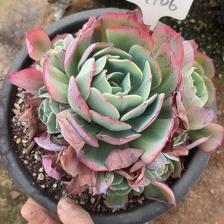 两单包邮，散，不售后106胭脂扣