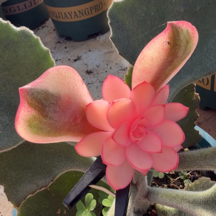 和卡锦一刻的锦的如今