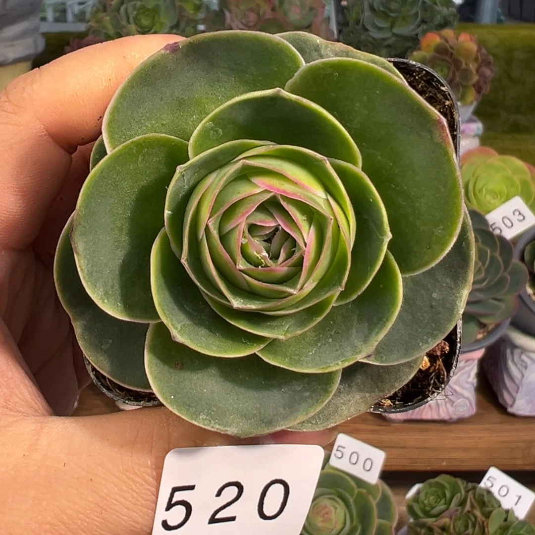 焰520禧桃优选5厘米