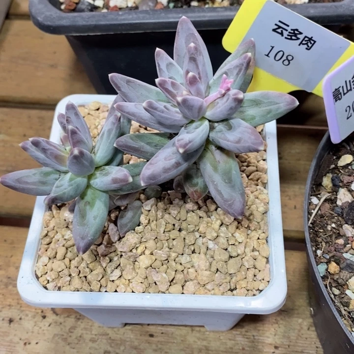 D108- 直播福利 乌拉克拉