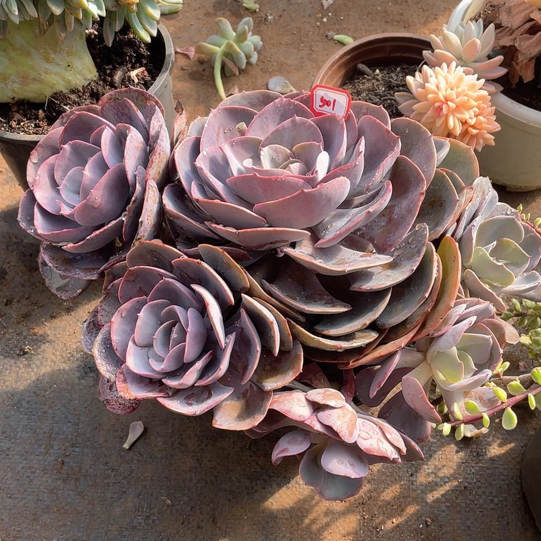 501尘埃玫瑰 一物一拍多肉