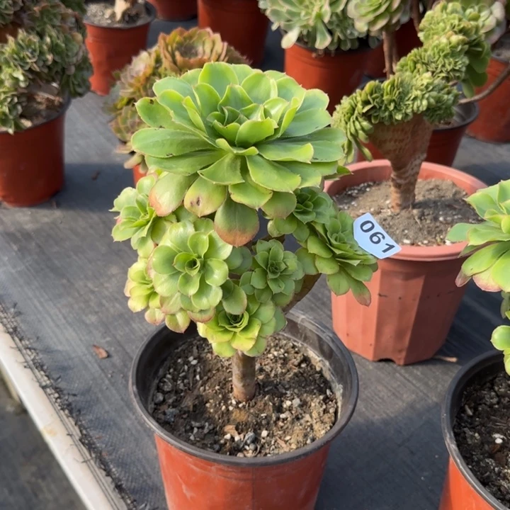 呢***喃多肉植物君美丽061