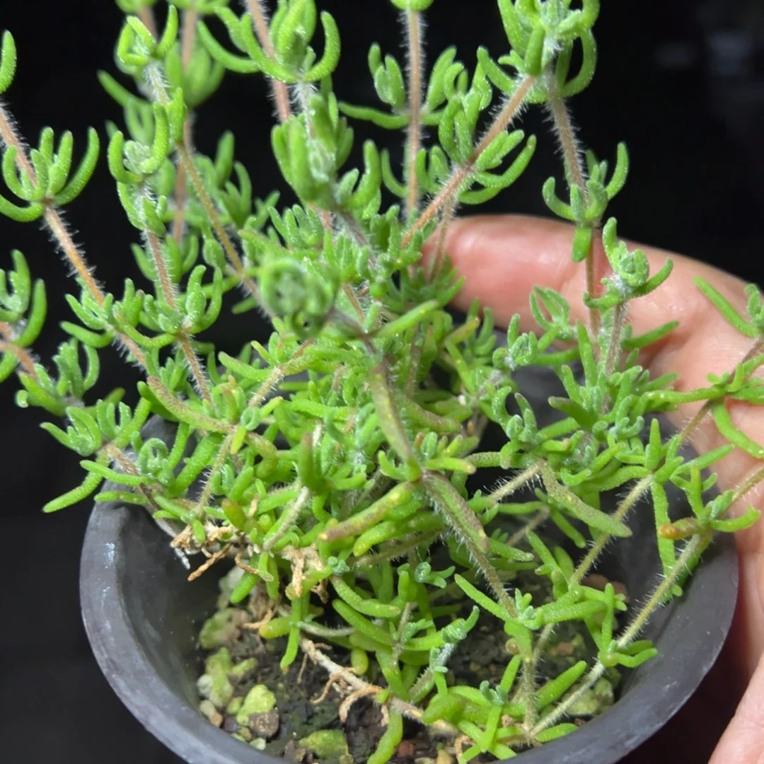 狐尾90杯老桩福利