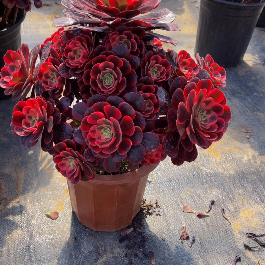 【闪购商品】70900