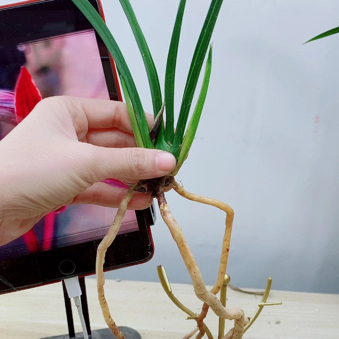 少量花朵（建议范围：2朵-5朵 或40%以下）