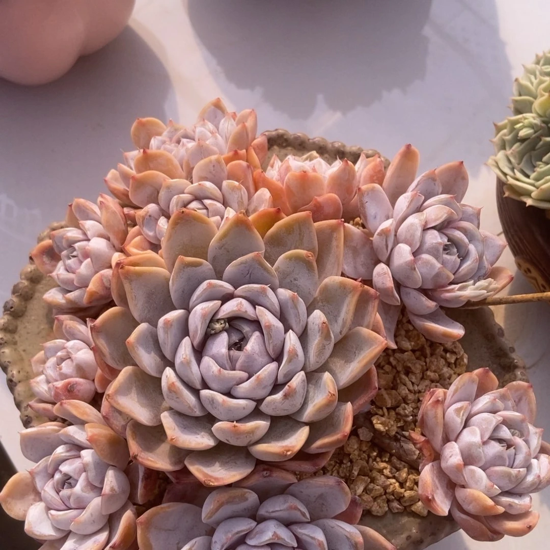 雪兔多肉多肉多肉多肉