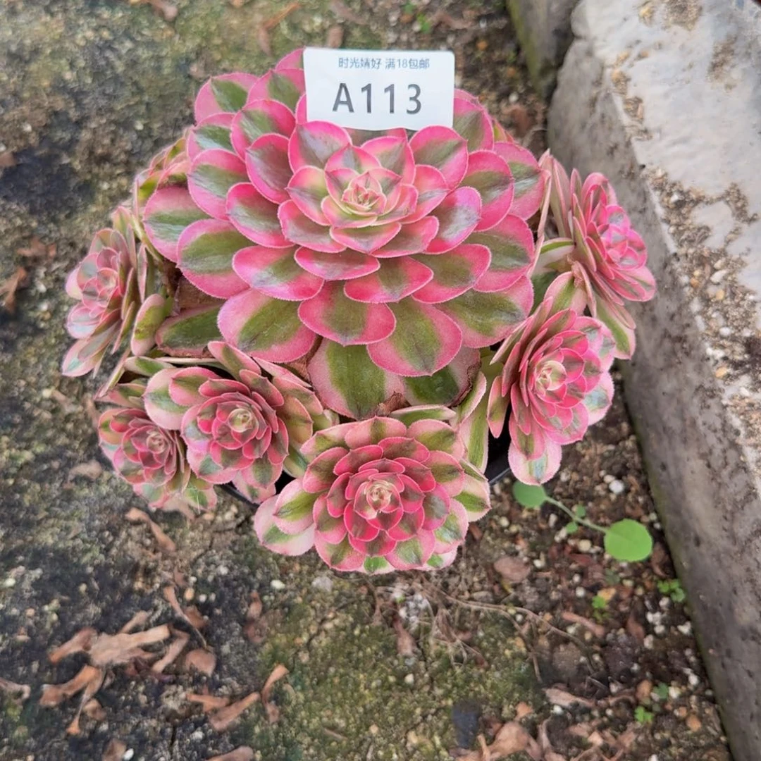 L***p113荔枝到秋天 多肉植物