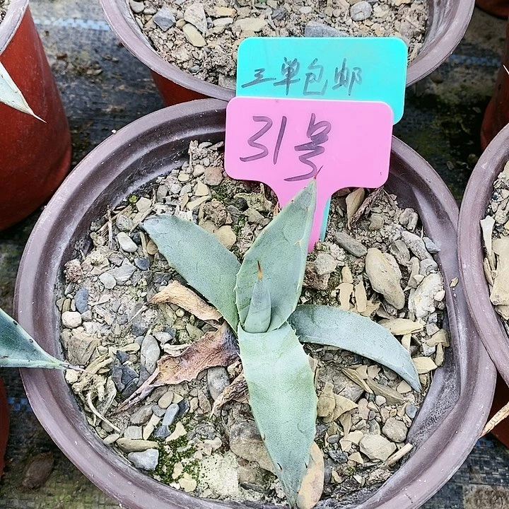 【闪购商品】无花朵龙舌兰煞威原始种