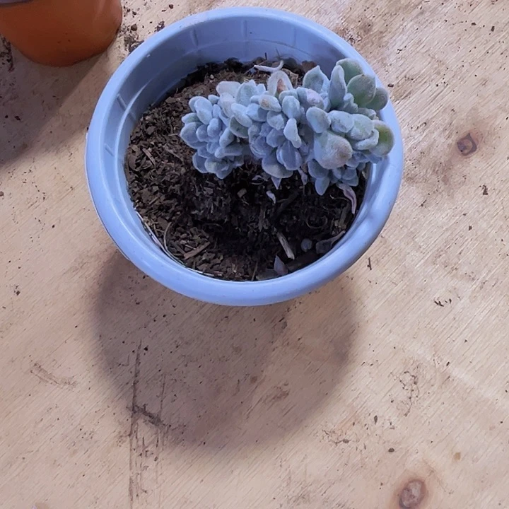 魔*0000000000000000528