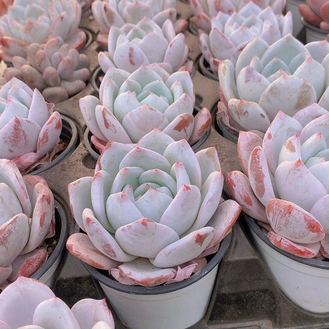 嫦娥仙子456788999900