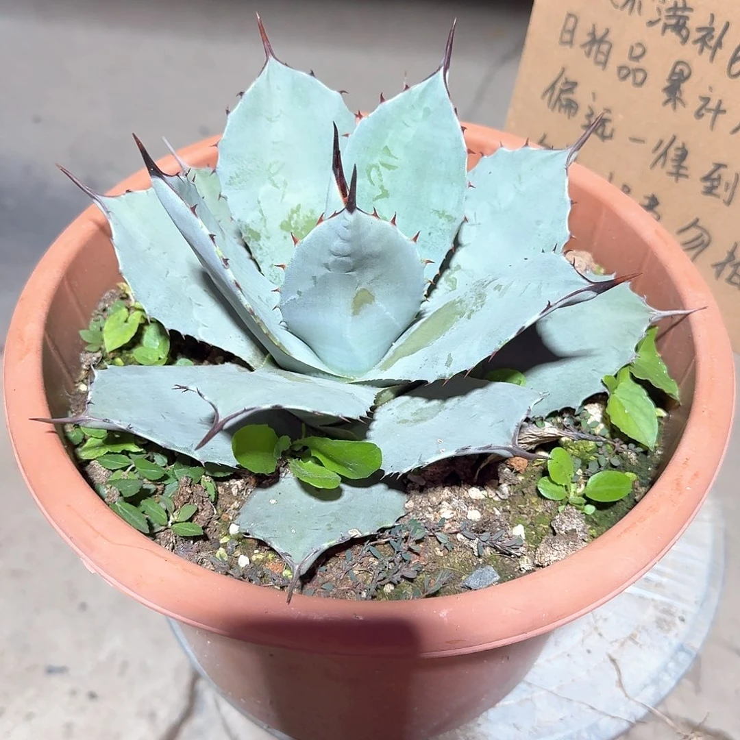 完全开放虚空藏高级灰龙舌兰