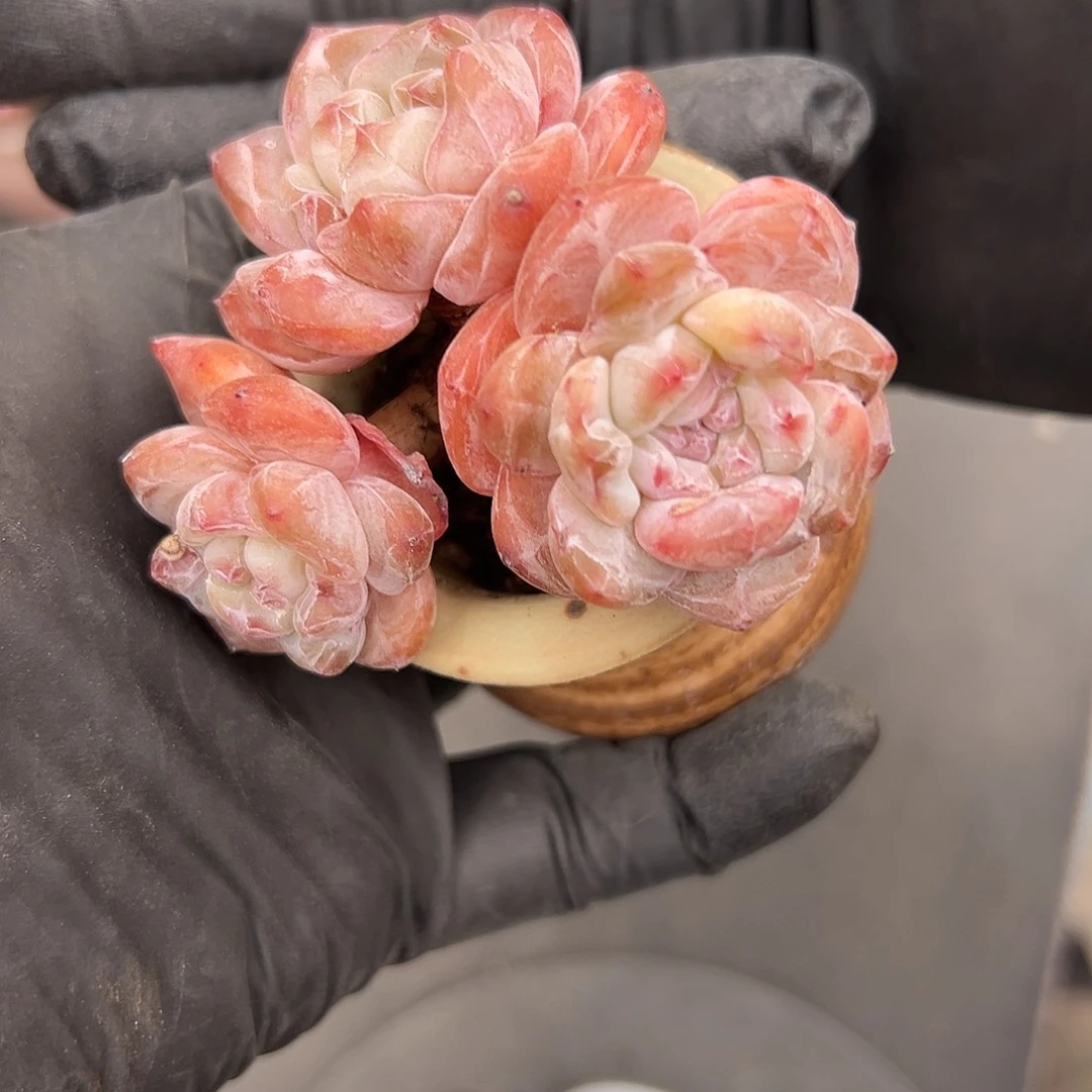 三头星影带盆发的，叶子有变异