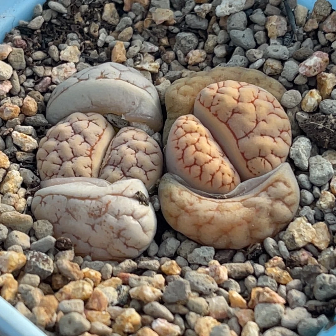 8432双头双色261一颗