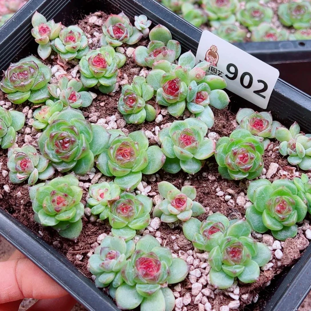 会***散多肉植物多肉植物