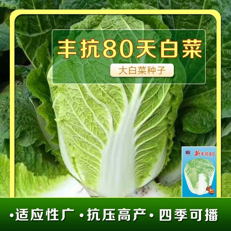 【满5包包邮】丰抗80大白菜一代杂交80天大白菜蔬菜种子秋冬种易种