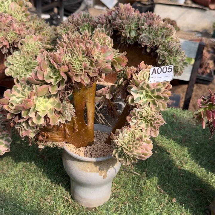 青苹果法师锦缀化不包损005