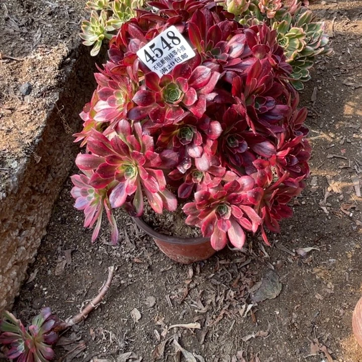 548号安娜多肉植物