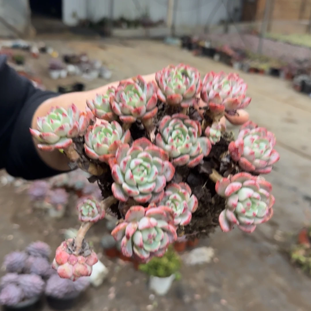 娜娜小勾手捧老桩