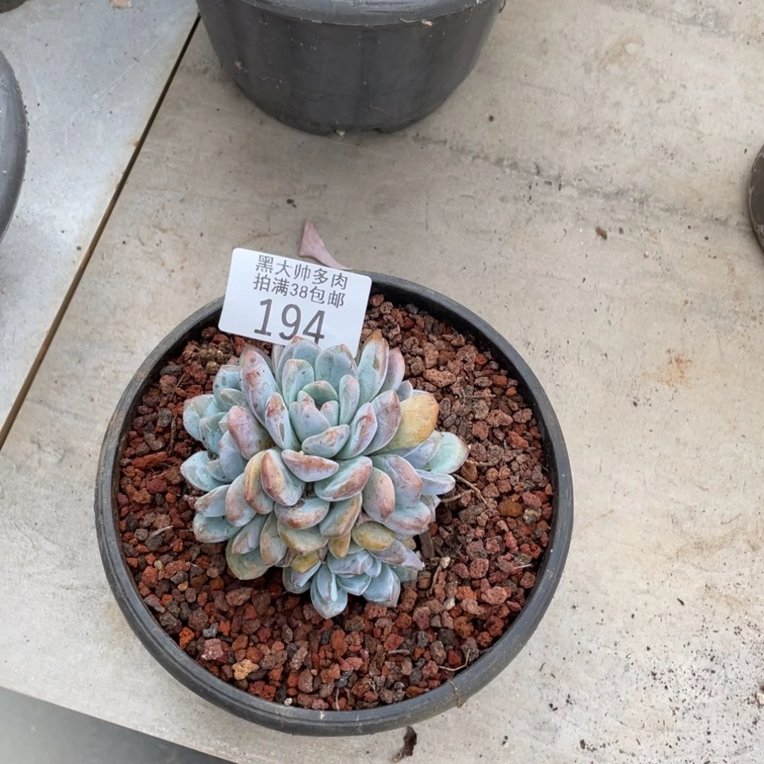 安***康黑大帅多肉194橙子