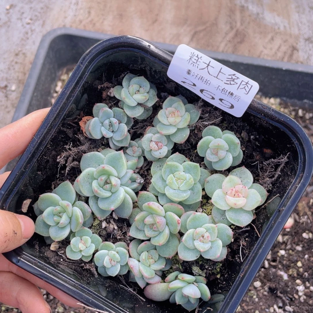 糕大上多肉植物269