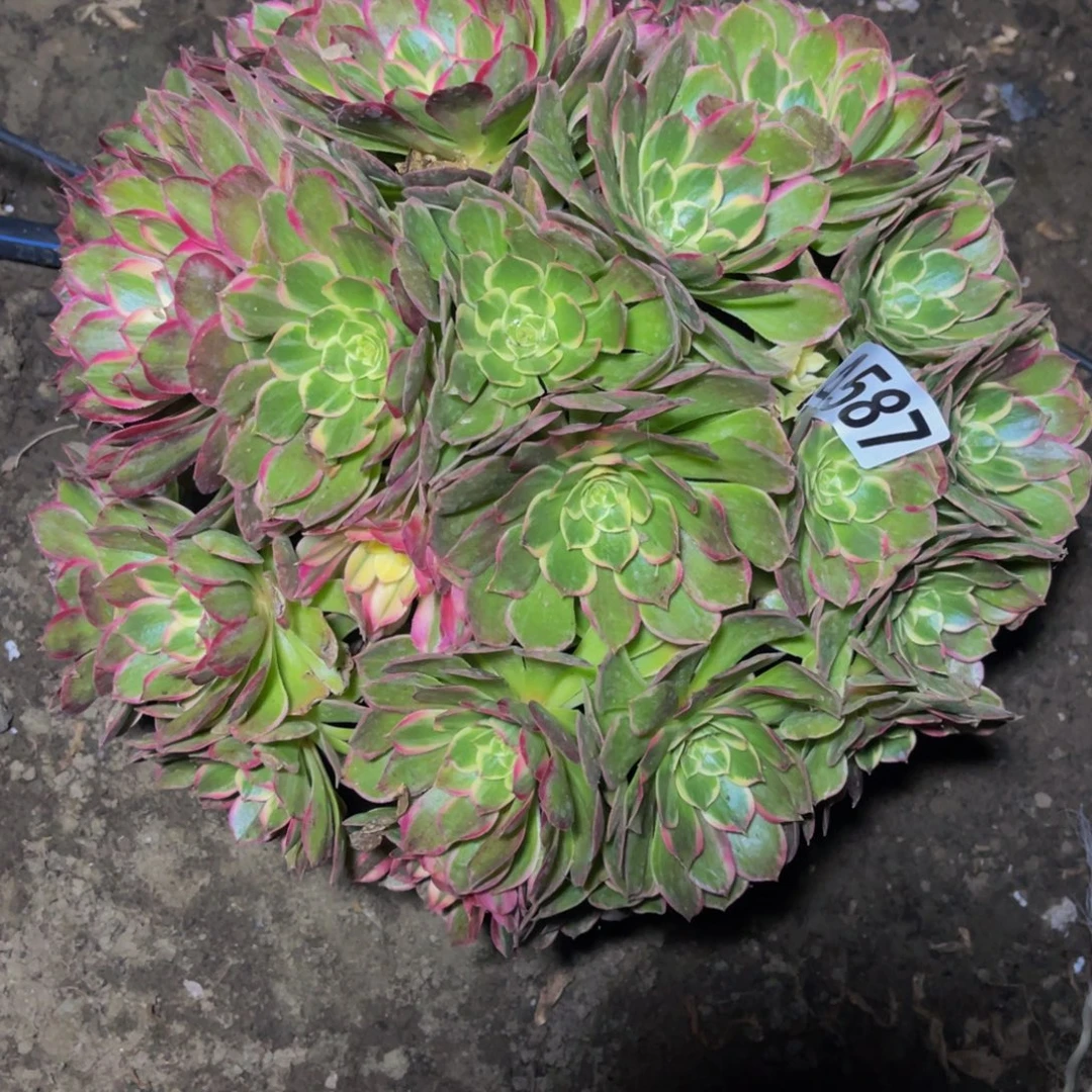 万紫法师16/////39包邮