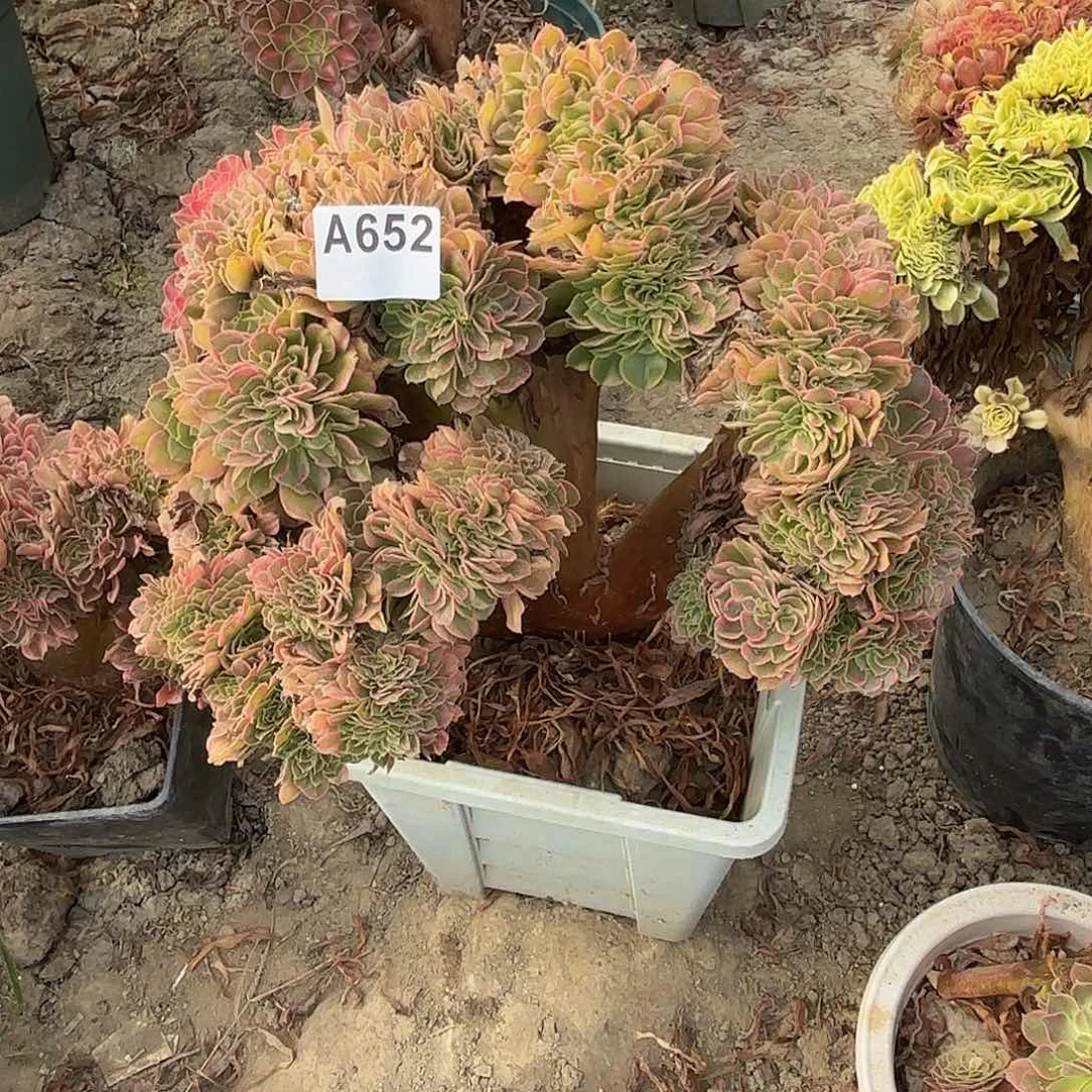 香妃缀化5-24偏远不包邮