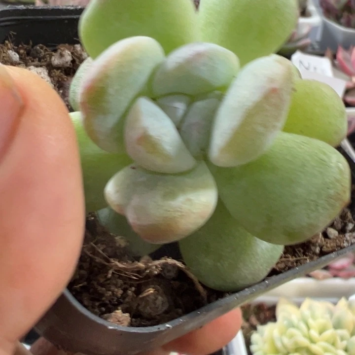 冰玉石话锦双头258