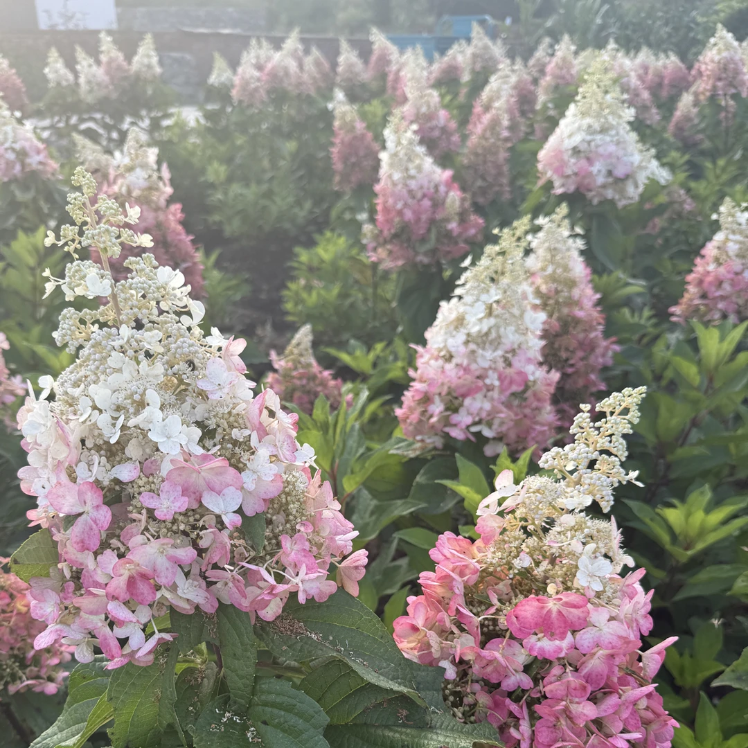 直立圆锥绣球烛光彩眼适合庭院花园