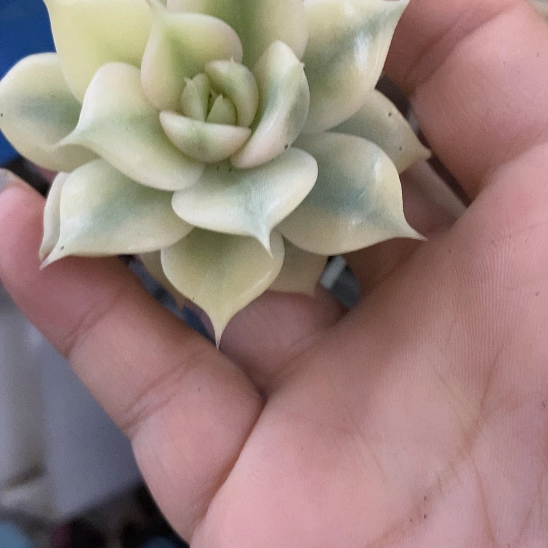 499贝加尔湖覆轮锦炸多肉植物