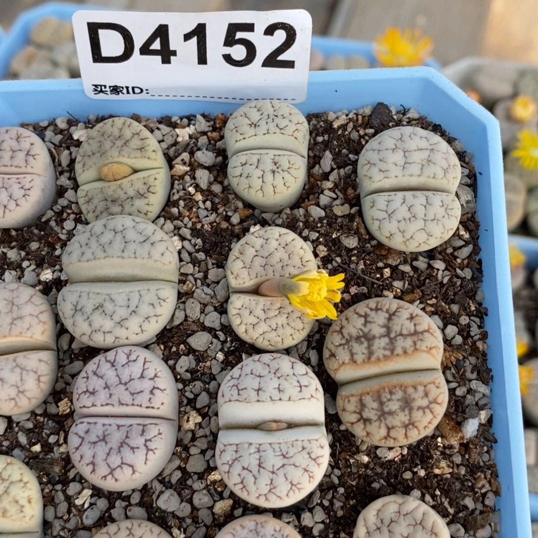 4152 直播间一物一拍
