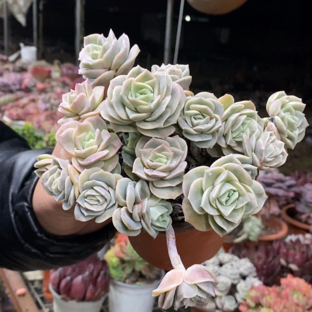 可爱玫瑰散装带盆土十头起发一盆