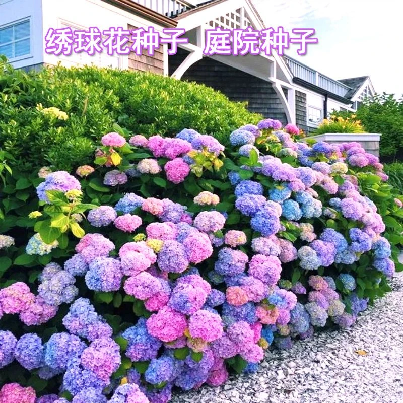 【绣球花种子】花种四季开花易活花籽盆栽庭院室内外花草植物花种子