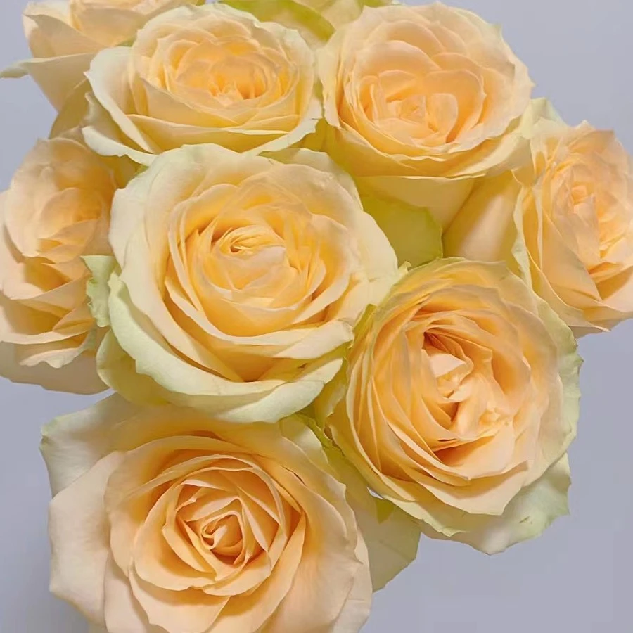 【香槟玫瑰5支+随机色风铃花1扎+洋牡丹10枝+非洲菊20枝+叶子】