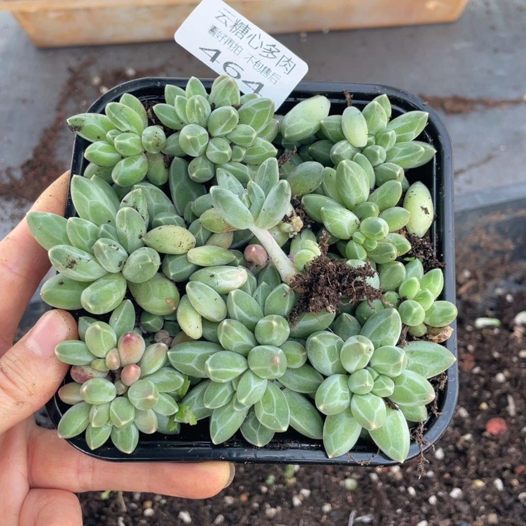 云糖心多肉植物464
